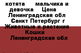 котята : 4 мальчика и 1 девочка  › Цена ­ 1 - Ленинградская обл., Санкт-Петербург г. Животные и растения » Кошки   . Ленинградская обл.